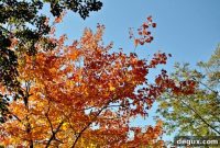 Gobble, Gobble: Festive Turkey Ideas for Thanksgiving Celebration