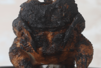 Top Recipe Disasters of 2024: Kitchen Blunders and Fixes
