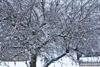 Christmas Wishes: Heartfelt Messages and Holiday Greetings