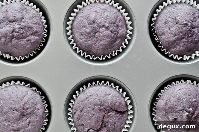 Roasted Blueberry Cupcakes with Chocolate Fudge Frosting Roasted Blueberry Cupcakes with Chocolate Fudge Frosting
