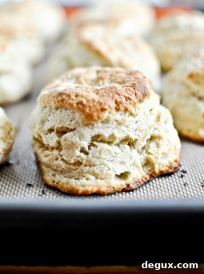 Shortcake close-up