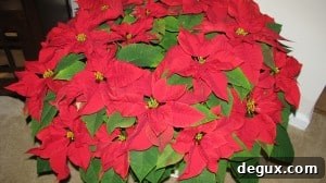 IMG_2877 IMG_2877