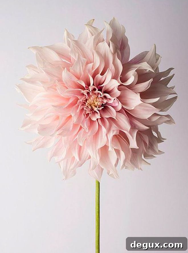 currently crushing on I howsweeteats.com