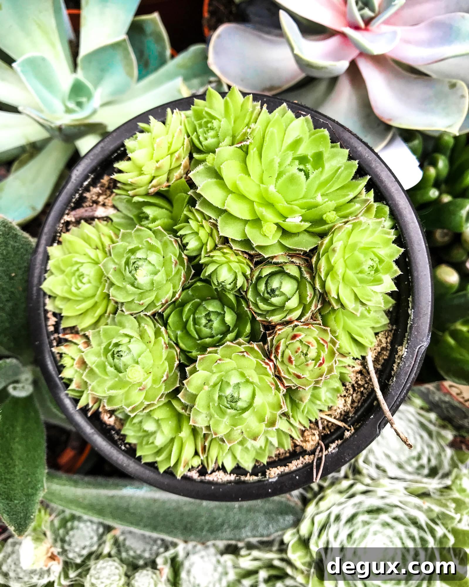 currently crushing on I howsweeteats.com