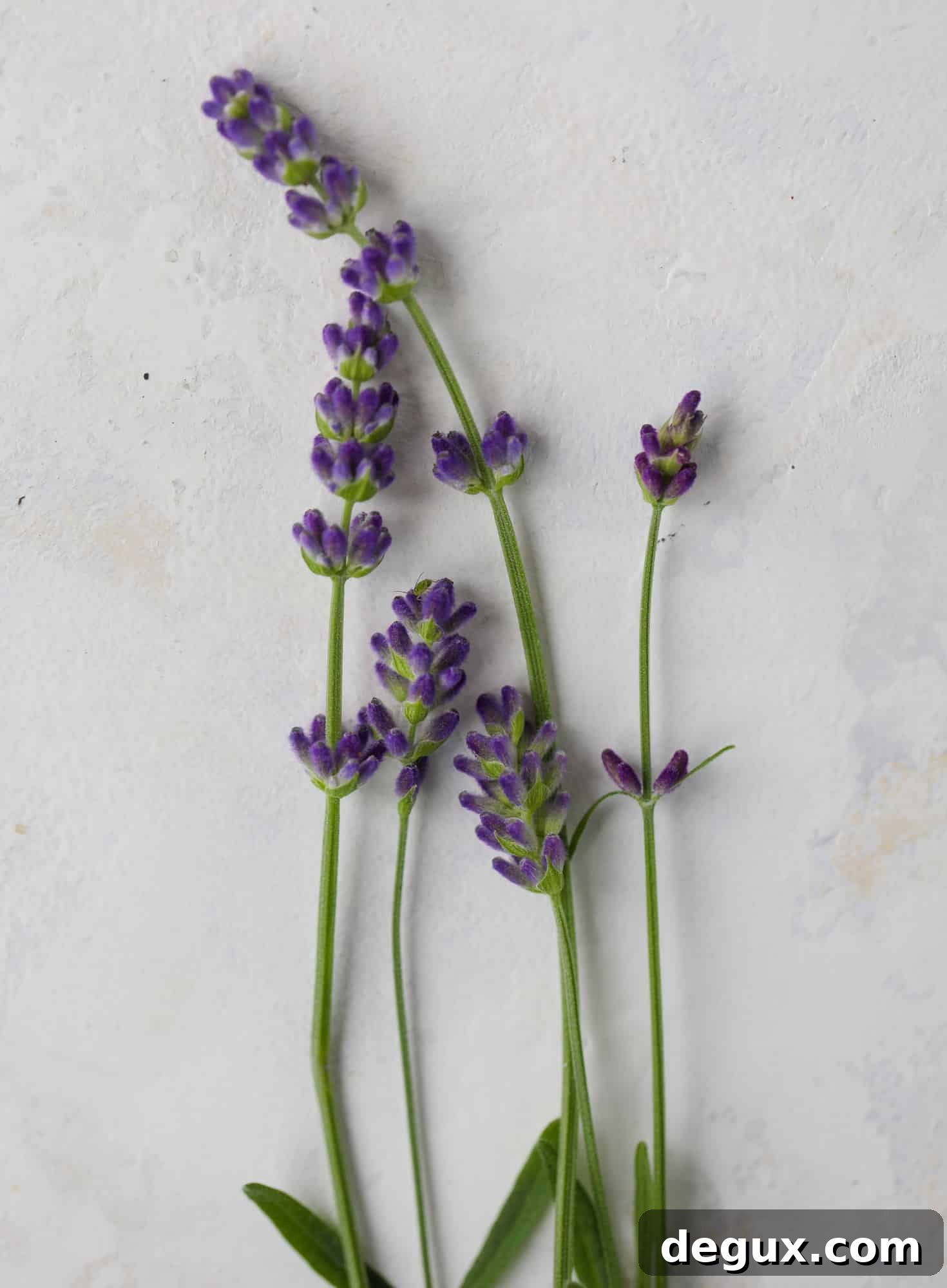 culinary lavender