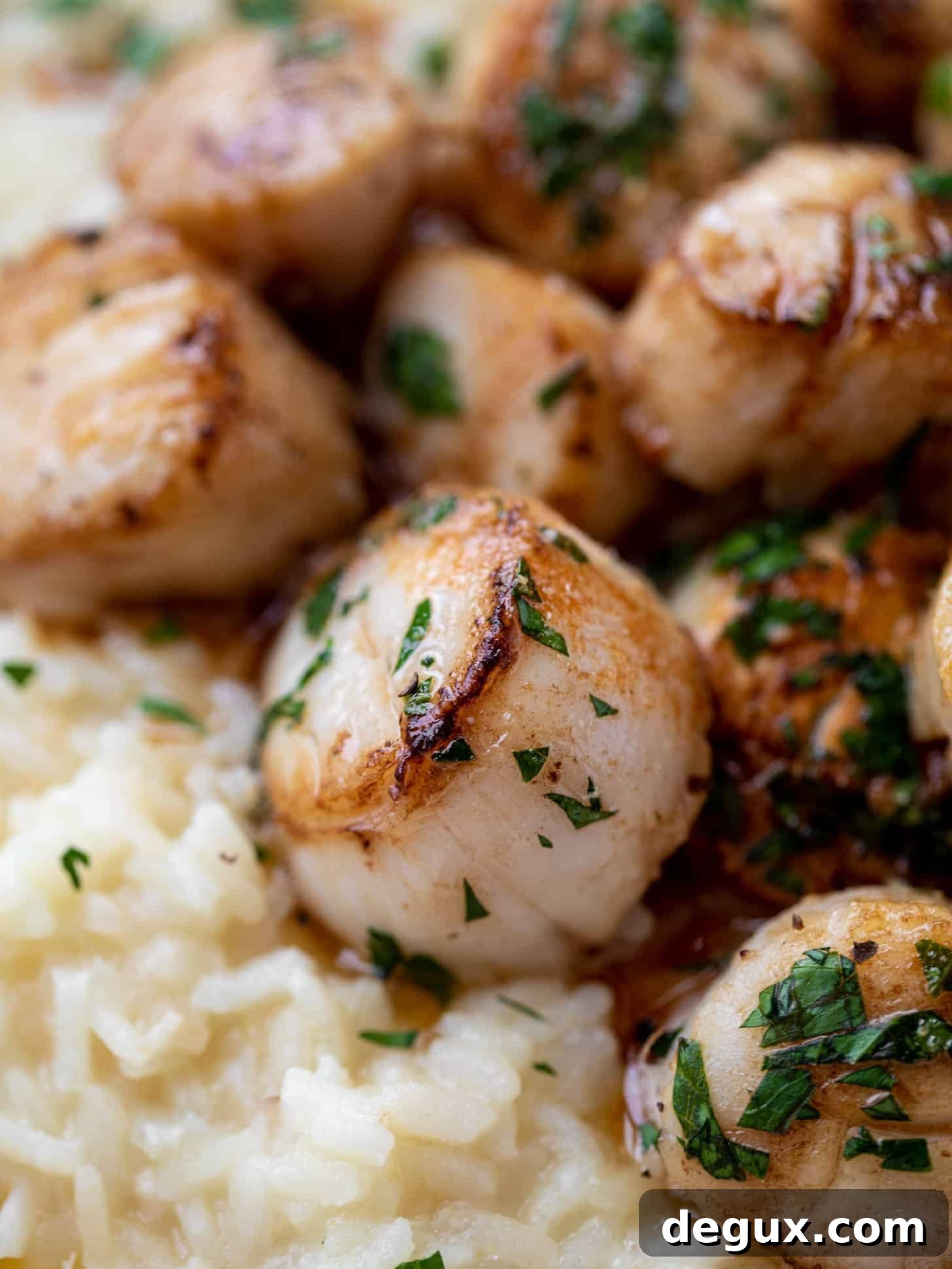 herb brown butter scallops with champagne risotto