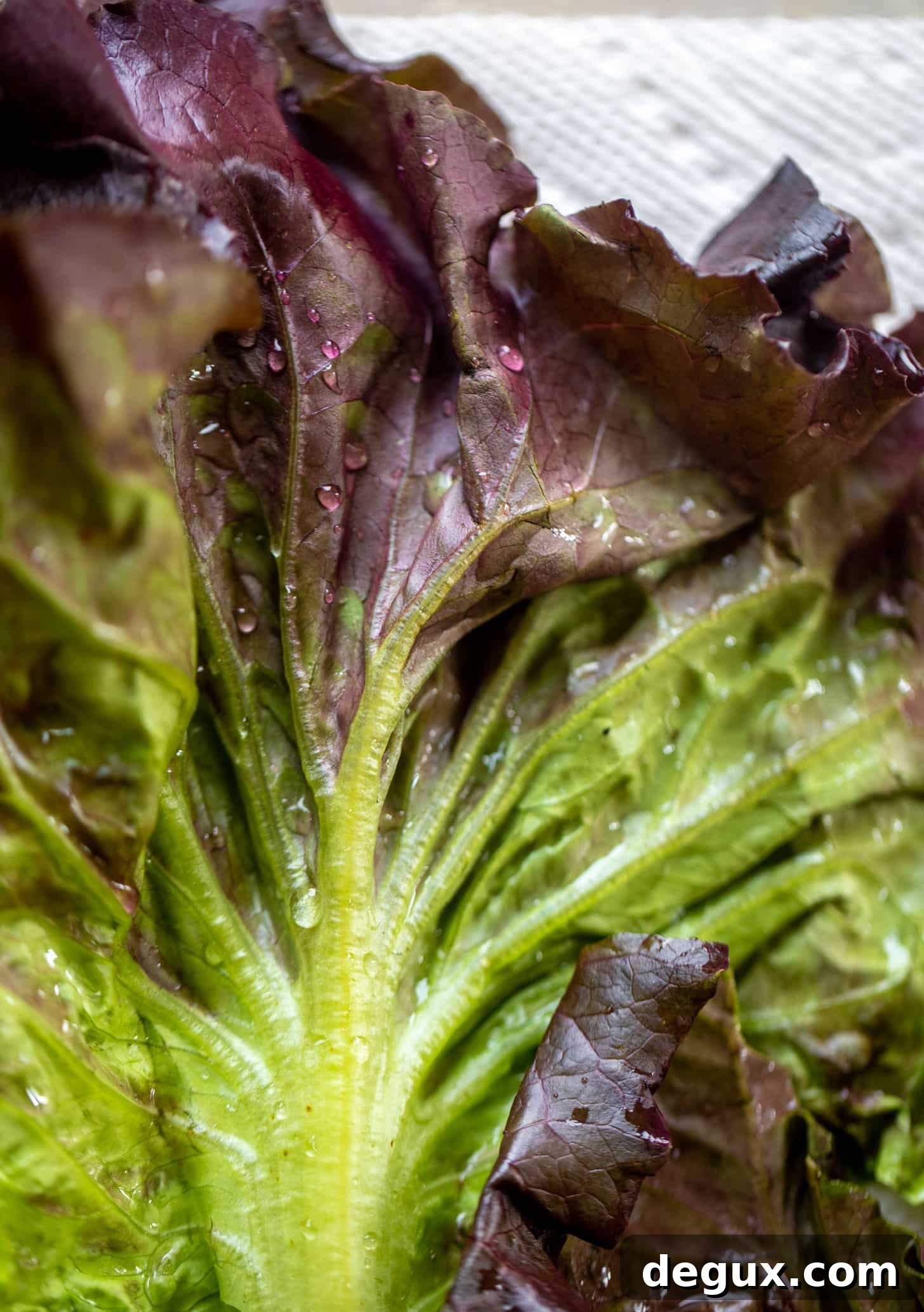 fresh lettuce